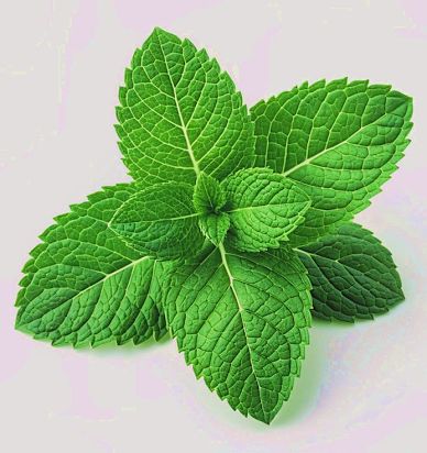 Mint