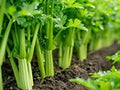 Celery