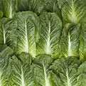 Romaine Lettuce