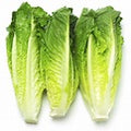 Romaine 3pack
