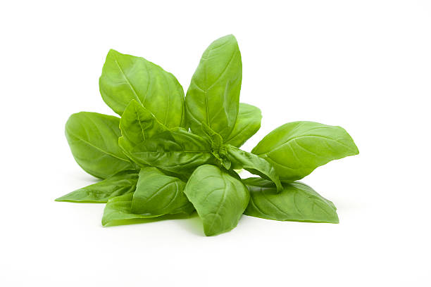 Basil