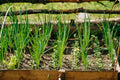 Chives