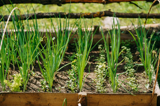 Chives