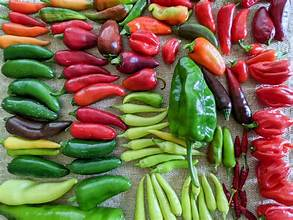 Colorful assortment of fresh peppers